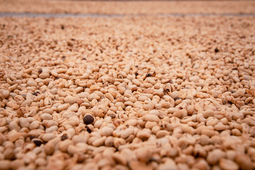 Cafetales en Chinchiná Caldas, café y revisión de el producto en el campo Colombiano Paisaje Cultural CAfetero