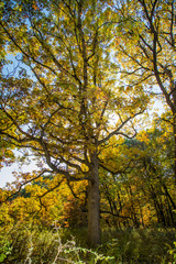 Fototapeta na wymiar Oak Tree in Fall
