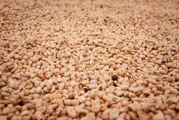 Cafetales en Chinchiná Caldas, café y revisión de el producto en el campo Colombiano Paisaje Cultural CAfetero