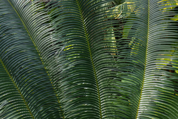 Palm Leaves Wallpaper Background