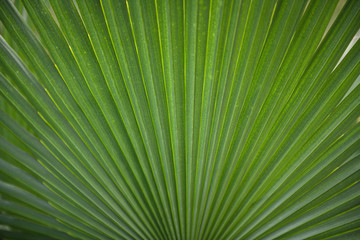 Large Palm Leaf Background Wallpaper