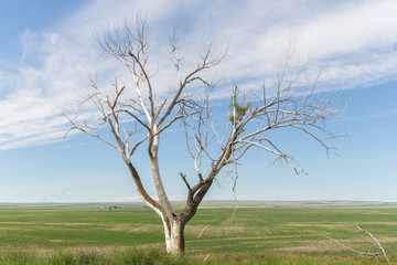 big old bare tree on the prairie landscape
