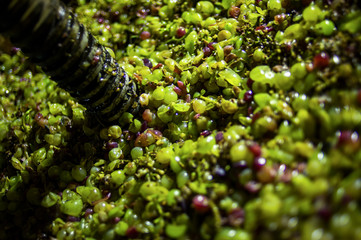 grapes on the vine