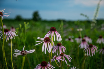 Midwest Native Plants