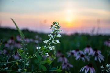 Midwest Native Plants
