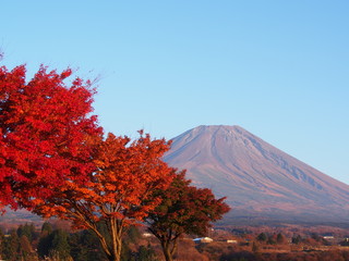 Fototapeta premium 真っ赤な紅葉と富士山
