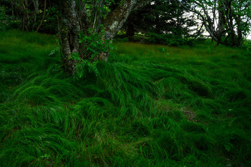Thick Grass Droops Around Tree Trunk