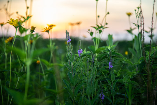 Midwest Native Plants