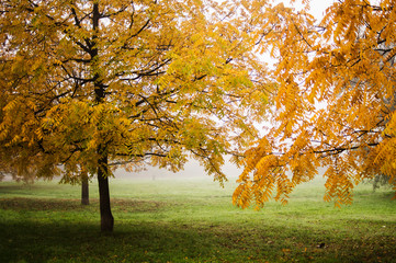 autumn in the park