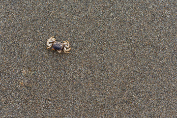 Tiny Crab On Empty Beach
