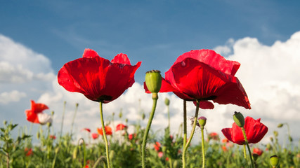 red poppies on background of blue sky