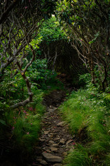 Tunnel of Rhododendron Bushes Over Appalachian Trail