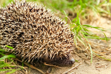Little spiny hedgehog on a green grass