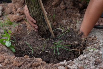 Two hand holding tree into the ground for planting, Return nature to the earth.