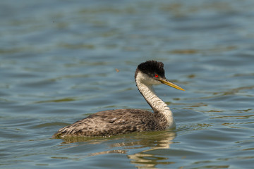 Fototapeta premium Western Grebe swims and preens in calm water