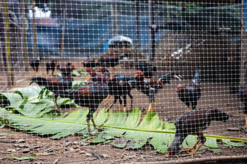 Many chickens in cage, Fighting cock, Domestic fowl growing in organic system