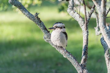 Kookaburra