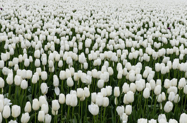 white tulips