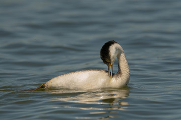 Western Grebe swims and preens in calm water