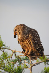 Barred Owl, Strix varia, perched in Cypress Tree eating crayfish in Everglades National Park, Florida in early spring.