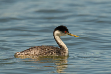 Western Grebe swims and preens in calm water