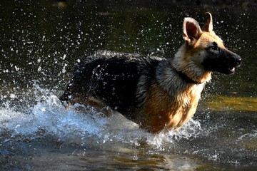 German shepherd posing in creek