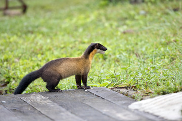 Fototapeta premium Adult Yellow-throated marten (Martes flavigula), angle view, side shot, in the morning foraging on the foothill with fallen tree in montane forest on high mountain, Mae Wong National Park, northern of