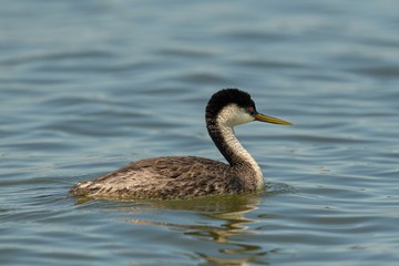 Western Grebe swims and preens in calm water
