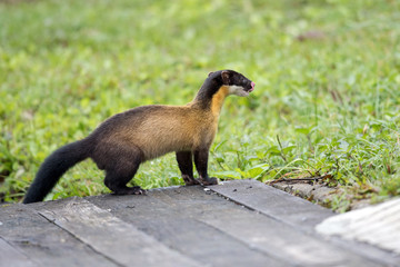 Adult Yellow-throated marten (Martes flavigula), angle view, side shot, in the morning foraging on the foothill with fallen tree in montane forest on high mountain, Mae Wong National Park, northern of