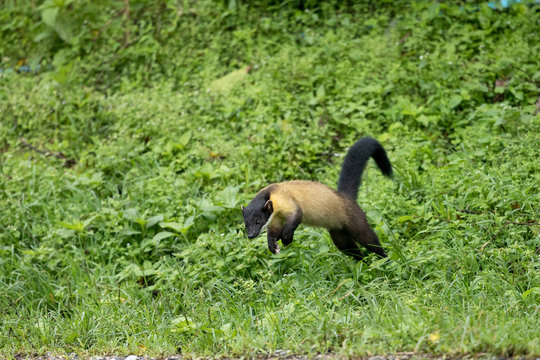 Adult Yellow-throated marten (Martes flavigula), angle view, side shot, in the morning foraging on the foothill with fallen tree in montane forest on high mountain, Mae Wong National Park, northern of