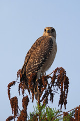 Red-shouldered Hawk, Buteo lineatus, perched on cypress branch in early morning light in Everglades National Park, Florida in early spring.