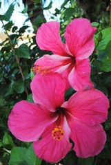 Cropped shot of a two red hibiscus flowers in the garden