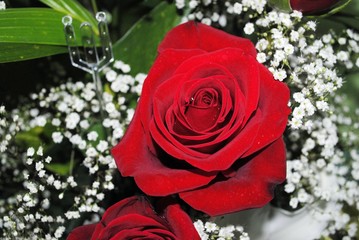 Close downward shot of a red rose, with Baby's breath flowers in