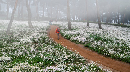 아침안개 속에서 구절초 꽃이 하얗게 핀 소나무숲