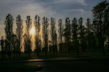 ポプラ並木に沈む夕日