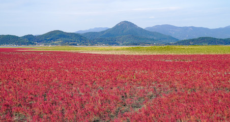 염전 주변에서 본 붉은 칠면초