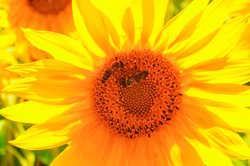 Fototapeta premium a field of blooming sunflowers against a colorful sky