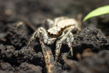 spider on leaf