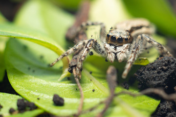 spider on a green leaf