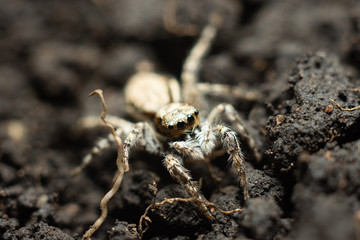 spider macro