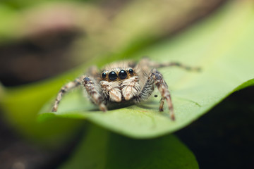 spider on a green leaf macro