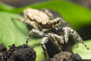 spider on a green leaf
