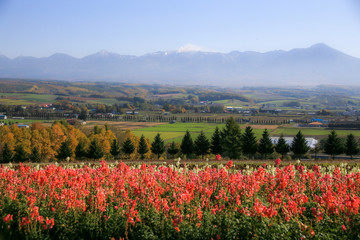 富良野の花畑と眺望