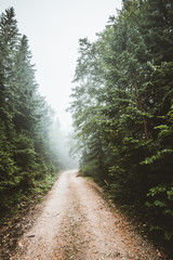 road in forest