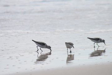 Gulf gull's Gulf shores 2019