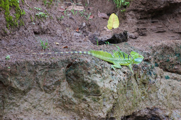 Male Green Basilisk