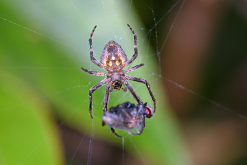 macroshot of a spider with a fly for dinner