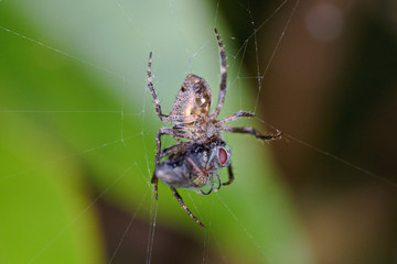 spider on web
