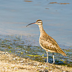 Whimbrel at the malibu lagoon