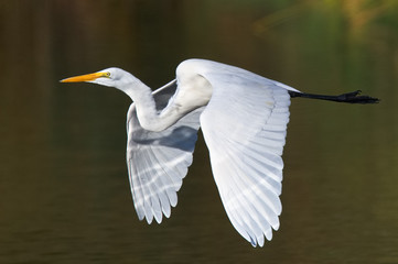 Great egret in flight
